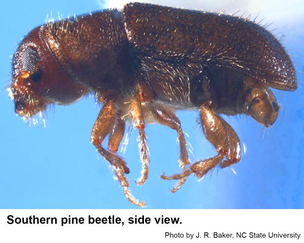 Southern pine beetle side view